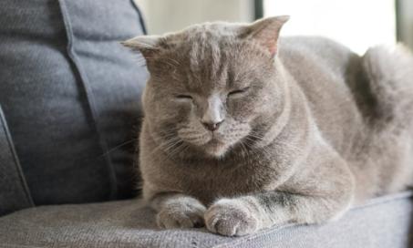 6 Cat Calming Products to Help Ease Cat Anxiety