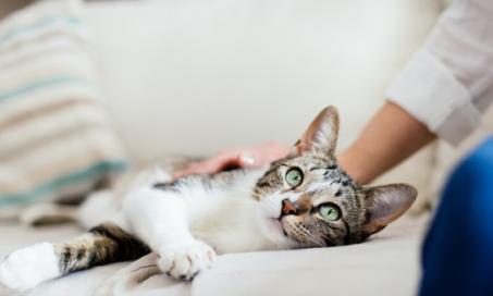 9 Ways to Help Your Constipated Cat