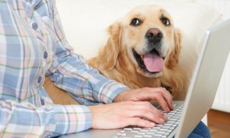12 Key Points Regarding Pet Insurance