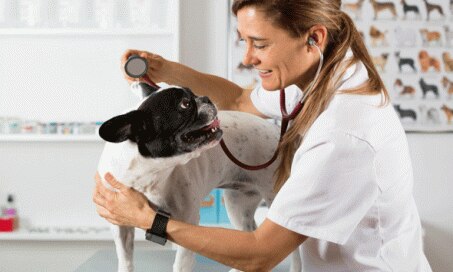 Finding the Right Veterinarian – For Your Pet AND for You