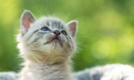 让小猫快乐健康的10个秘诀