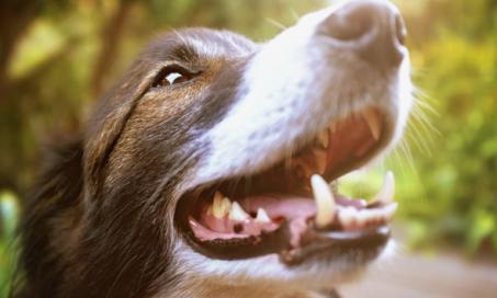 5 Reasons Why Dog Dental Care Is Important