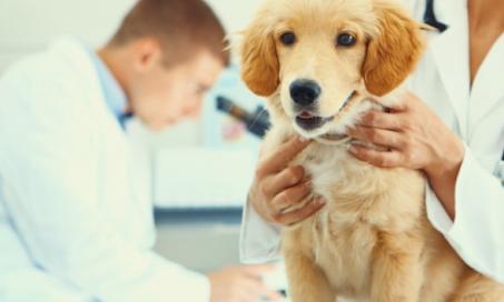 5 Cool Tech Advances in Surgery for Pets | PetMD