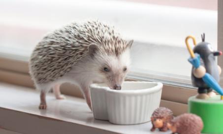 The Complete Guide to Hedgehogs