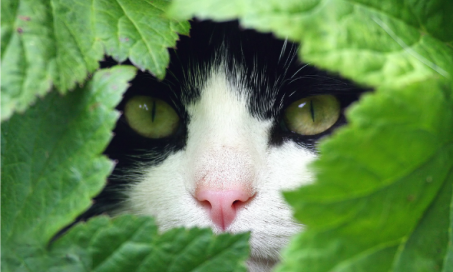 如何让猫平静下来:5种草药缓解猫的压力