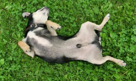 Hernia (Diaphragmatic) in Dogs