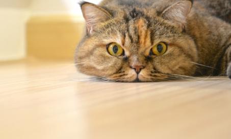 猫咪的4种常见家庭疗法