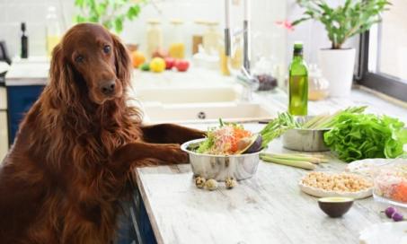 自制狗粮:为你的狗做饭健康吗?
