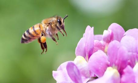 So Your Dog Has Been Stung By a Honeybee
