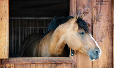 Reduce Stall Boredom With a Few Best Practices and Key Horse Supplies