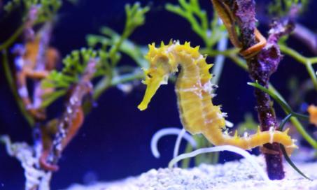 Guide to Keeping Healthy Pet Seahorses