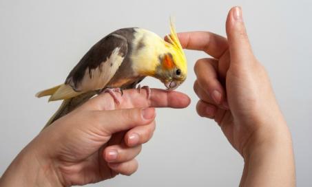 鸟类能活多久?