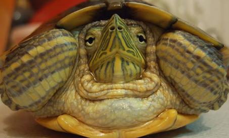 乌龟能活多久?