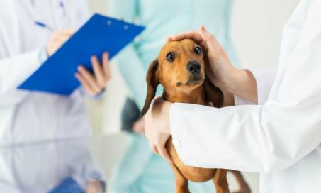 Getting a Second Opinion: How to Do It Without Breaking the Bank (or Offending Your Vet)