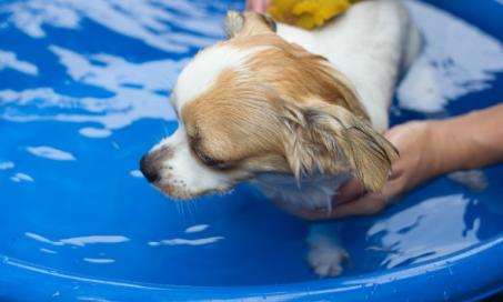 Splish Splash: How to Give Your Dog a Bath