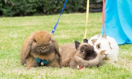 How to Train a Rabbit | PetMD