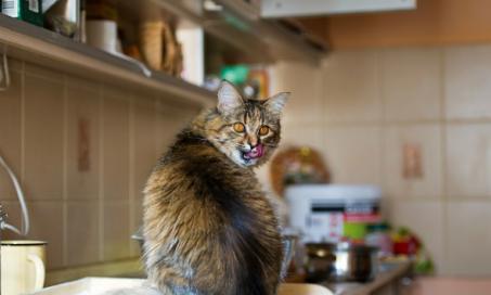 Human Foods That Are Dangerous for Cats