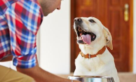 Why a Food Change Won't Keep Your Pet From Itching