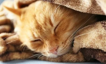 Hypothermia in Cats