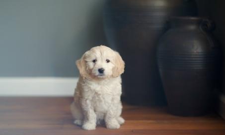 6 Common Illnesses to Watch for in Puppies