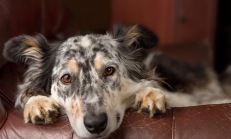 Imodium for Dogs: Is it a Good Idea?