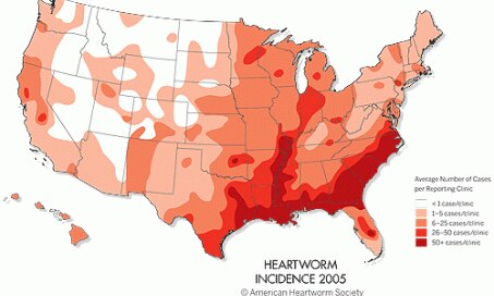 do dogs need to take heartworm pills in the winter