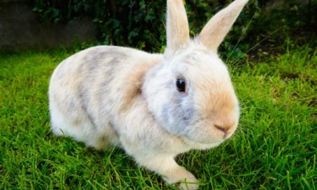 Infection in the Bladder or Urinary Tract in Rabbits