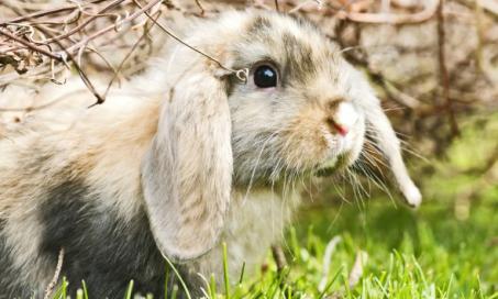 Infestation of Mites in the Ear in Rabbits