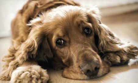 Inflammation of Body Blood Vessels in Dogs