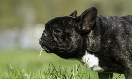 Ingestion of Feces and Foreign Objects in Dogs