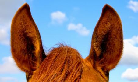Inner Ear Plaque in Horses