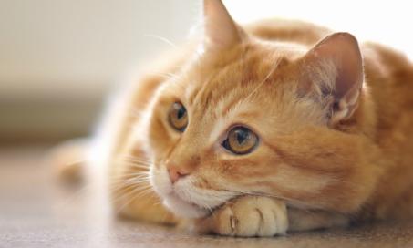Intestinal Cancer (Adenocarcinoma) in Cats