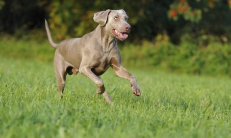 Intestinal Cancer (Adenocarcinoma) in Dogs