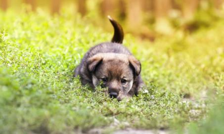Intestinal Viral Infection (Rotavirus) in Dogs