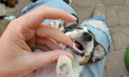 小狗什么时候会掉乳牙并停止出牙?