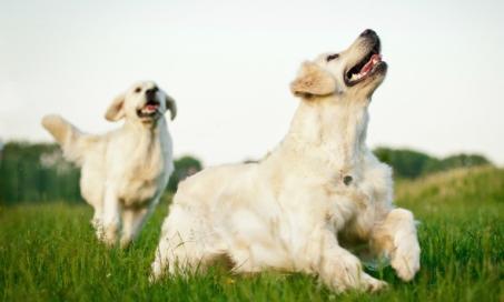 how do you get skunk smell off a dogs face