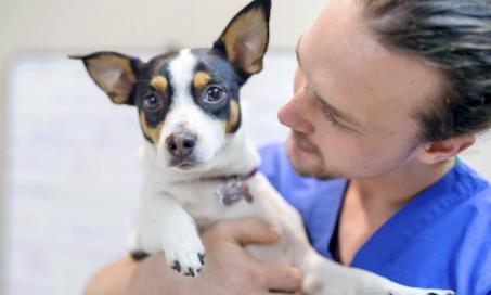 Does Your Dog Need the Kennel Cough Vaccine?