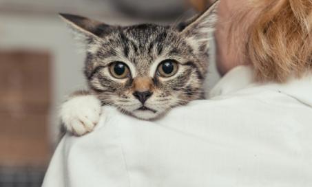 The Ultimate Guide to Cat Anxiety