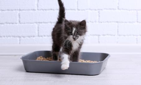Litter Training Kittens 101: When to Start and How to Do It