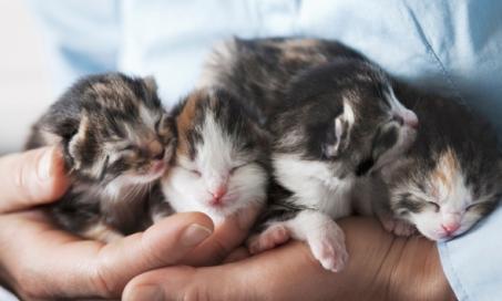 Essential Care Guide for Fostering Kittens