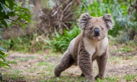 How You Can Help Vets and Wildlife Rescues Save Animals in Australia