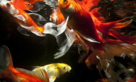 Facts About Koi Fish