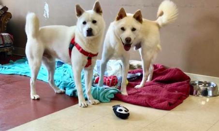 Indiana Pet Rescue Welcomes Dogs From South Korean Dog-Meat Farm