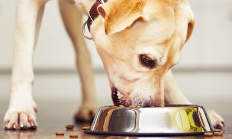 关于治疗胰腺炎的狗粮你需要知道什么