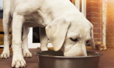 食物测量数学:学会喂狗多少