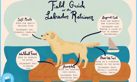 Labrador Retriever Field Guide