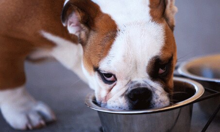 Symptoms of Lead Poisoning in Pets