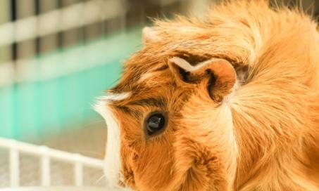 Lice Infestation in Guinea Pigs