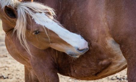Lice Infestation in Horses