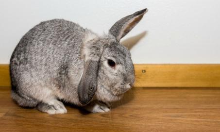 Limping Due to Pain or Injury in Rabbits